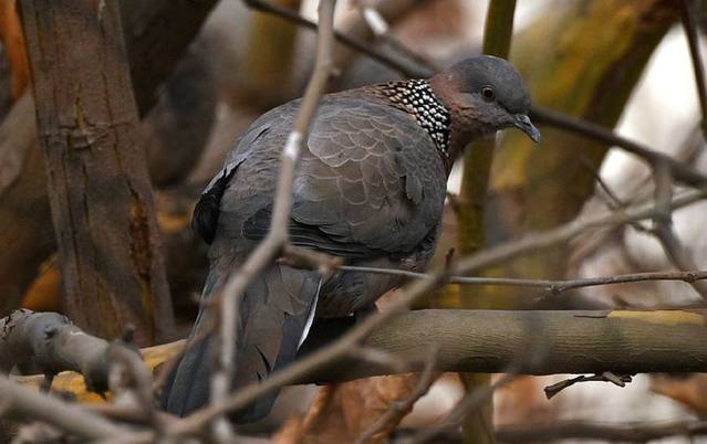 小时常见的野生动物现在竟被吃成了国家保护动物，为它们感到惋惜