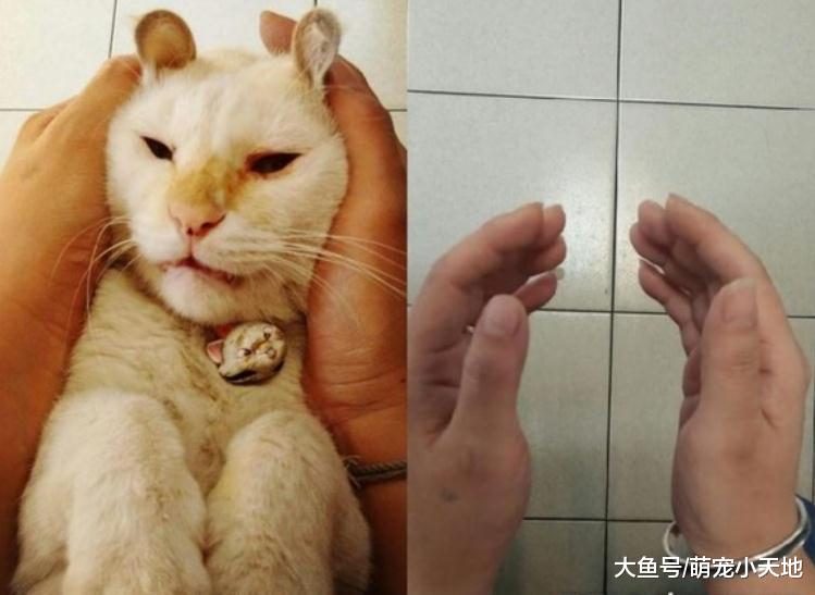 双手捧着臭脸猫, 7年后主人抱一团空气: 愿你乖乖在菩萨旁