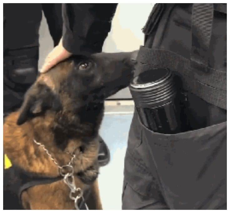 警犬上班上累了，忍不住拿头蹭训导员大腿：人家想要抱抱嘛