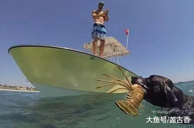 主人带拉布拉多出海，狗狗竟会一项神技，虾：我被一只海狗抓了