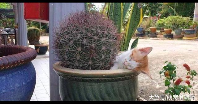 猫咪跑到仙人球盆里睡觉，看得都很疼呀，猫：我是在做针灸！