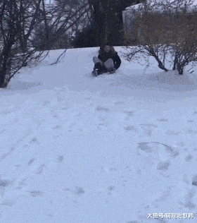 主人滑雪不小心摔了一跤，哈士奇為掩飾他尷尬，也跟著一起假摔！