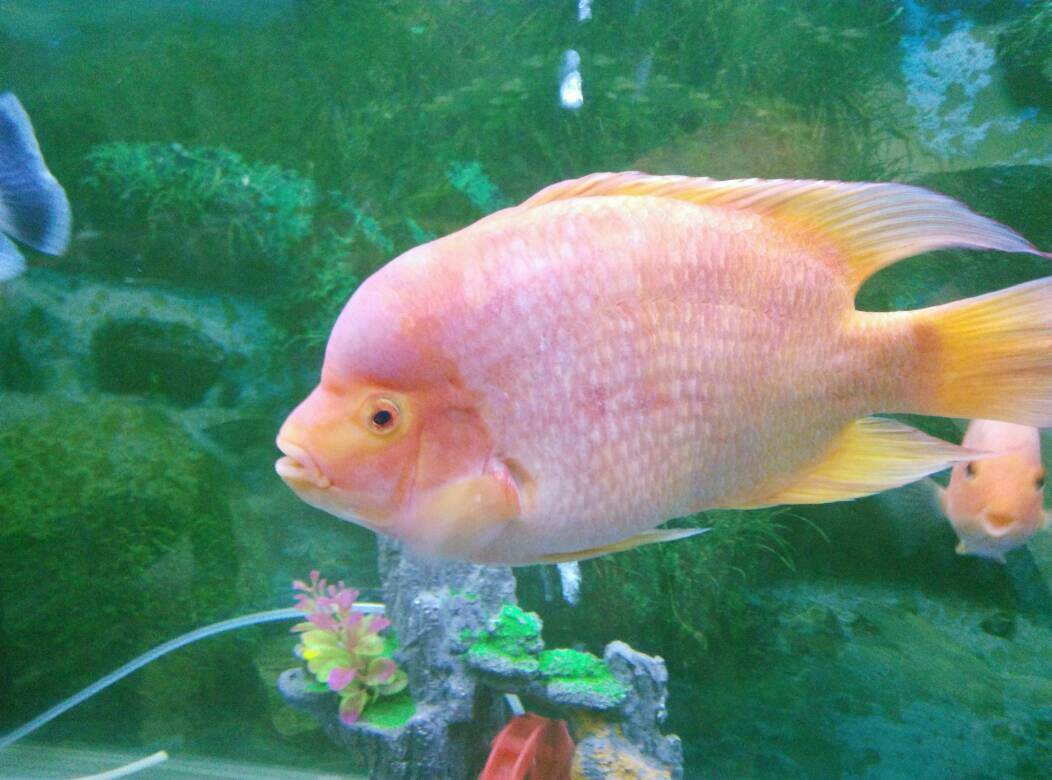 你家的红鹦鹉鱼为什么会变白？变白了的鹦鹉鱼怎么变红？