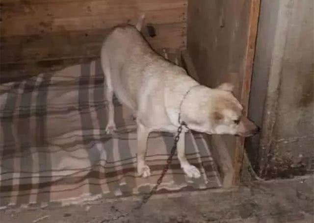 流浪狗被人折磨，17处射击伤，耳朵被切，却依旧保持微笑