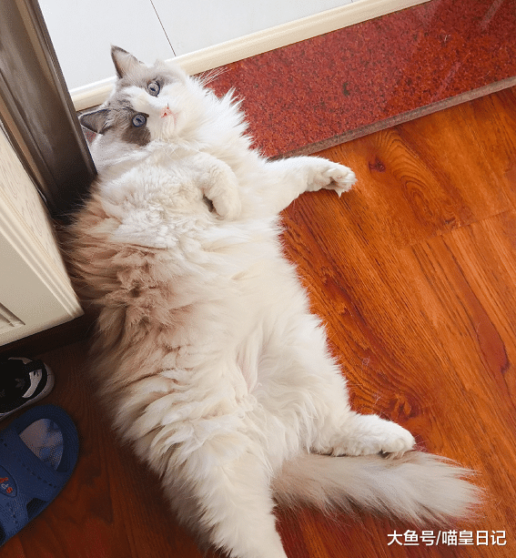 “你家的荷兰猪怎么瘦成这样了？”拜托，我这个是布偶猫！