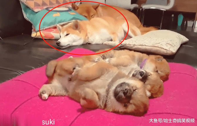 柴犬“夫妻”很恩爱，小奶狗却被丢一边，是充话费送的吗？