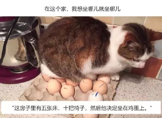 喵：這個家的主子只有我。