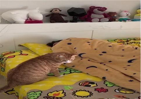 橘猫每天都来喊主人起床, 终于主人受不了了: 大哥, 放过我吧!