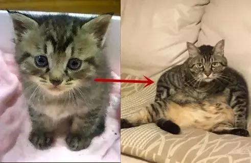 日本网友集体晒自家猫咪成长照……岁月是把杀猫刀啊