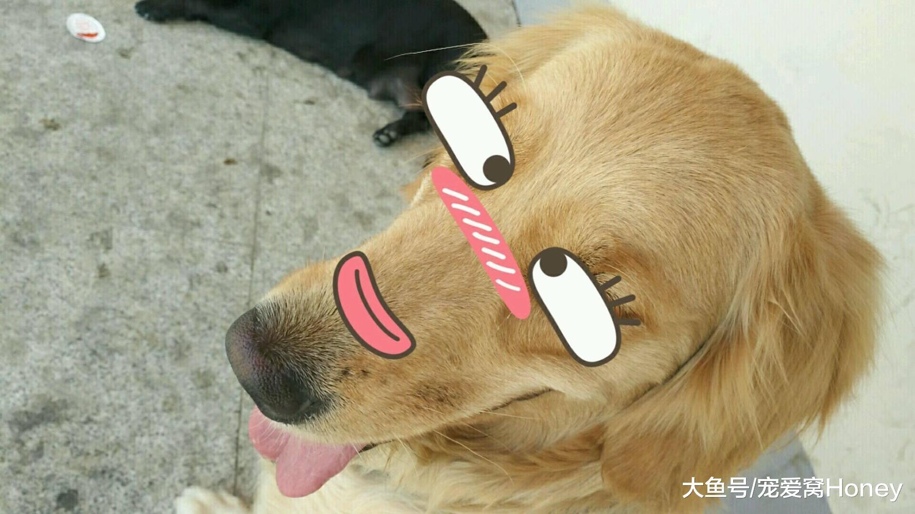 這種狗狗很多人看到了一眼就喜歡，咋很少人養？因為這3個缺點