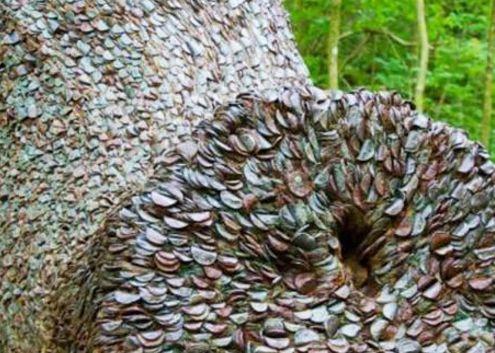 男子山林中发现1棵摇钱树，踹一脚硬币掉满地，男子乐坏了！