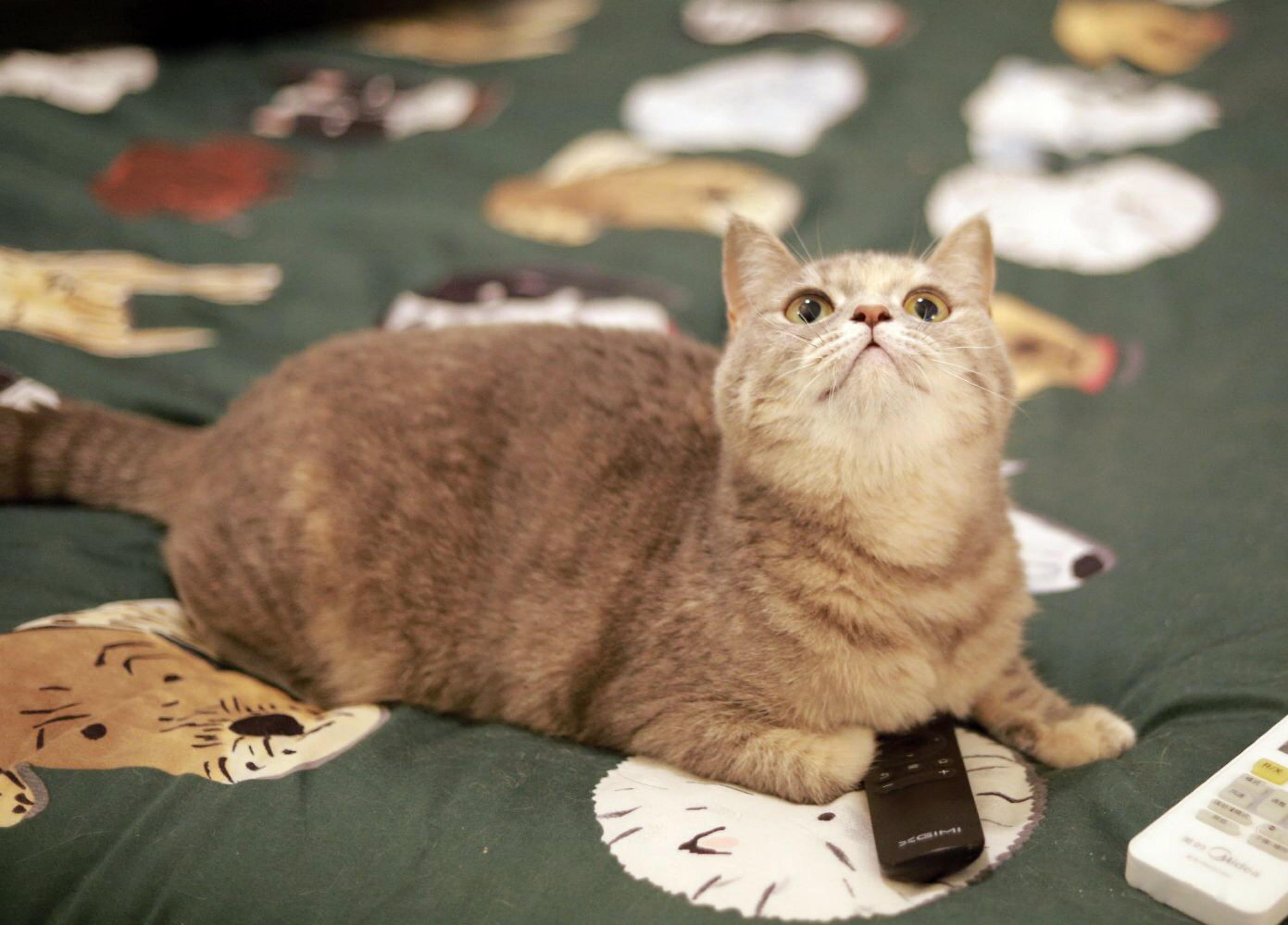 养猫你到底花了多少钱？看完之后我受到了一万点暴击……别看！