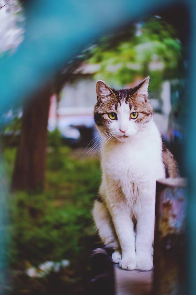 猫咪磨爪的5大真实原因，我说怎么指甲剪了还要磨！