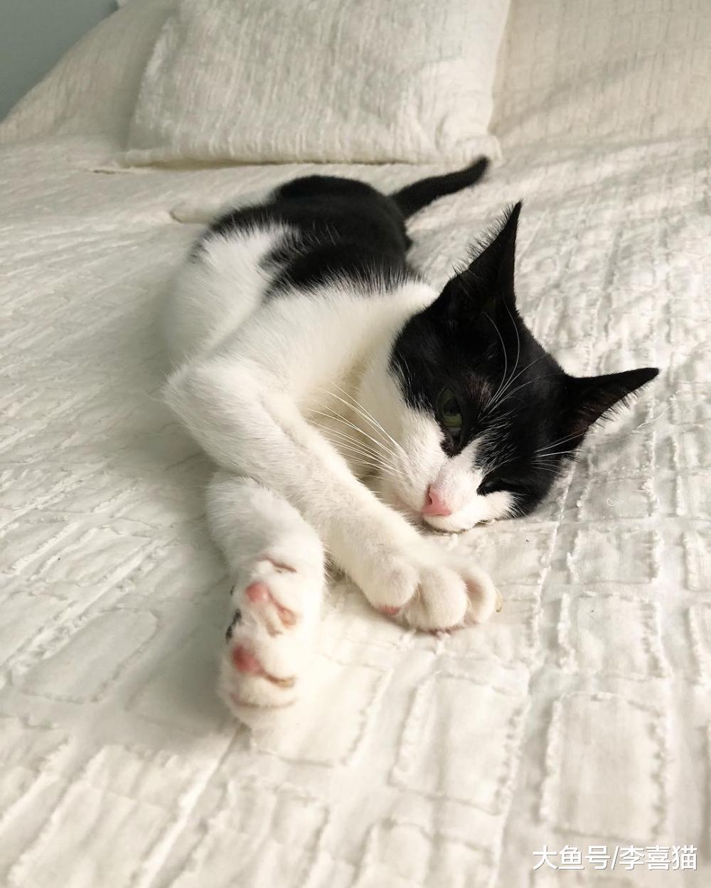 貓咪把抓到的小動物放到鏟屎官面前，其實源自于它們帶孩子的本能