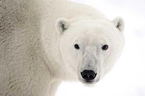 北極熊——北極的霸王，世界上最大的食肉動物