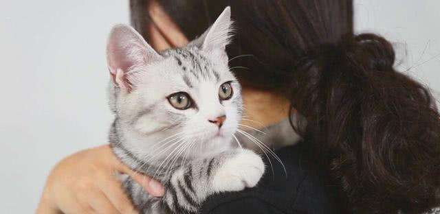 辟谣：抱猫先拎脖，80%的铲屎官都抱错了，很容易伤到猫咪