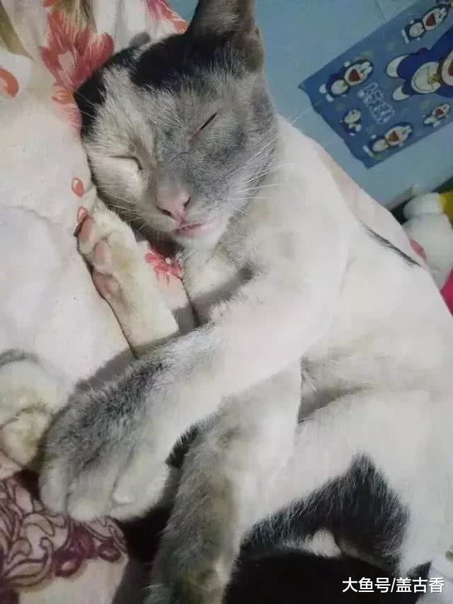 猫偷跑出去玩，回家后疲倦不堪，主人取下项圈一看被吓愣！