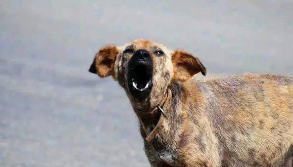 流浪狗对货车穷追不舍，当它停下来后，所有人都落泪了……