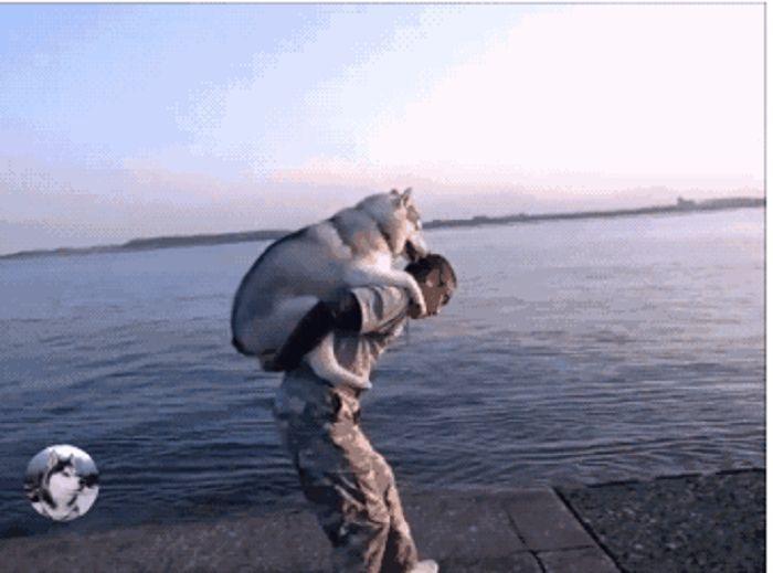 主人背着二哈散步, 销魂背部红遍全网, 网友: 要是我早扔海里