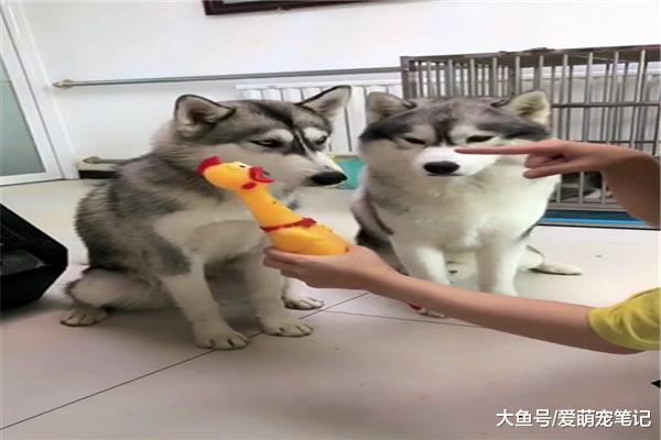 网友用惨叫鸡教导二哈，却发现了男主的私房钱，狗：成功逃过一劫