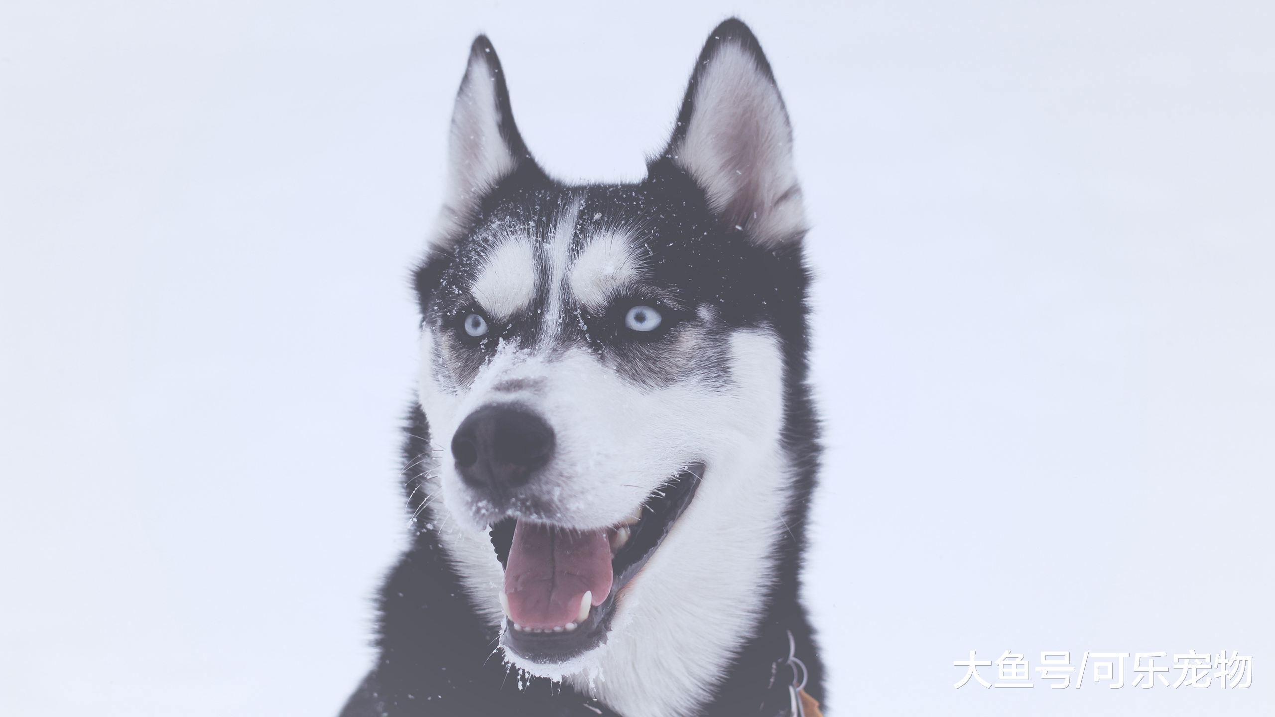 主人带哈士奇去医院，二哈一见到针头就戏精上身，网友：好演技！