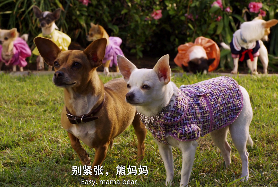 就是要打扮我的狗！又美又拽的女王范儿，主人的口袋已掏空