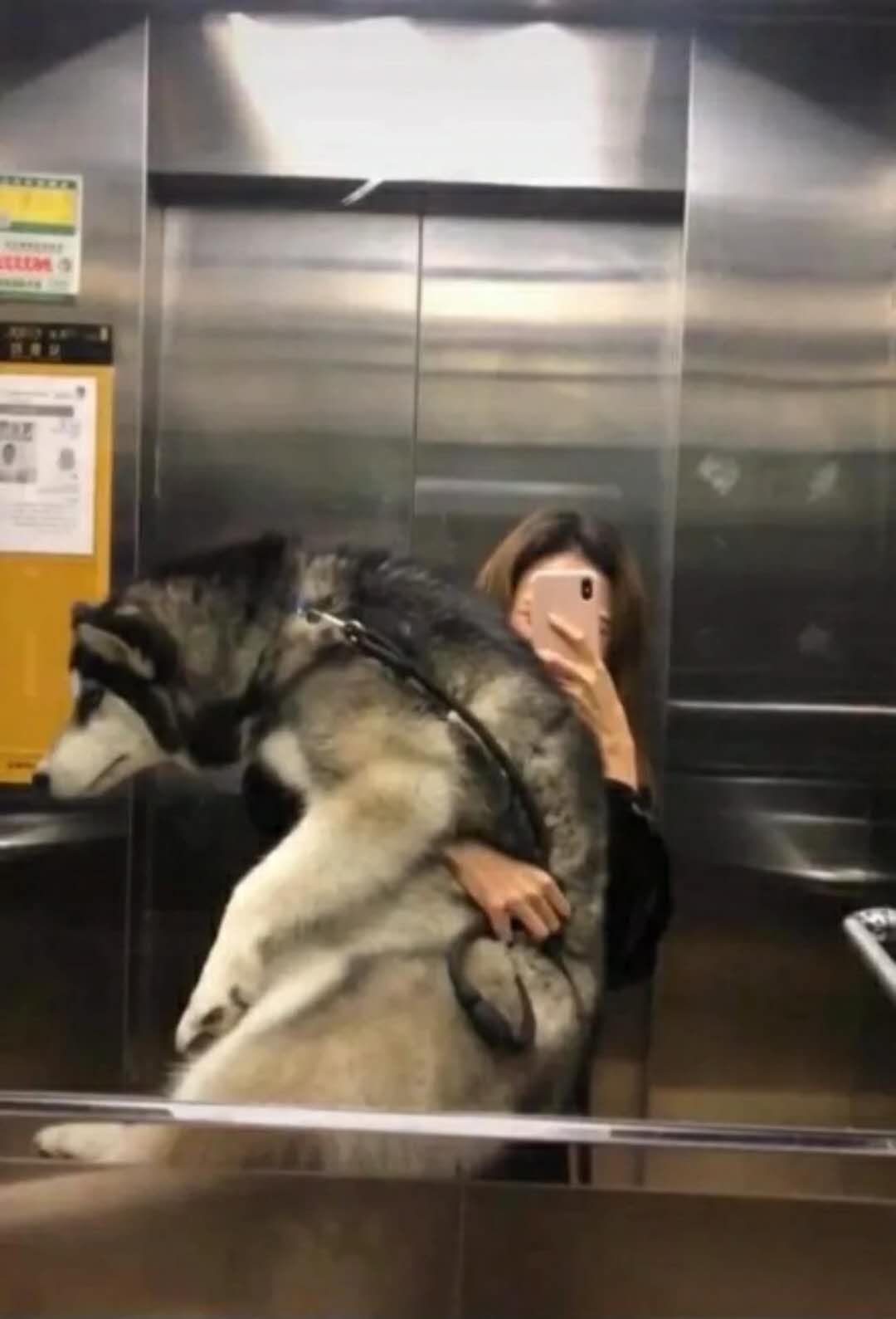 有些汪，抱着抱着就再也抱不动了~