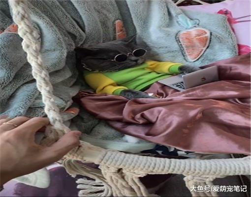 英短蓝猫看到主人的“吊床”，误以为是买给它的，主人都被逗笑了