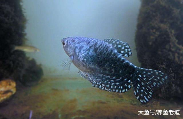 這些繁殖方法簡單的觀賞魚，學會了孵化豐年蝦都可以繁殖啦！