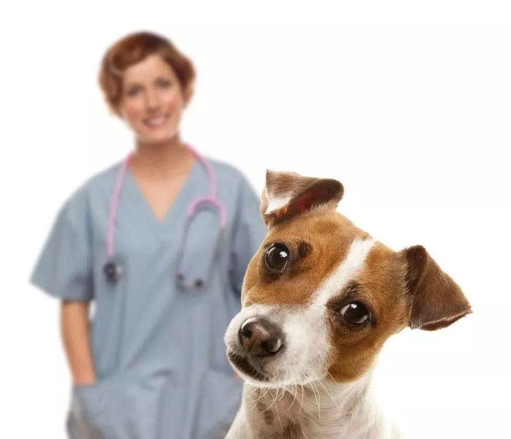 带好这10件必备品就可以和你的狗狗一起去旅行啦！