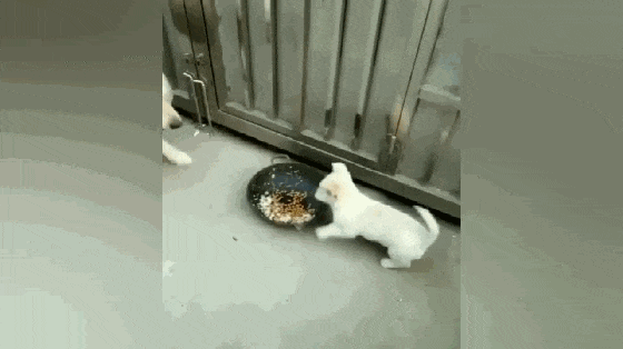 拉拉在外面捡回流浪狗崽, 主人给小狗喂食, 狗崽的举动暖心了……