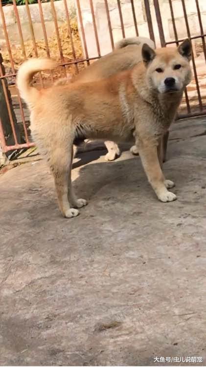 土狗就是好喂，这身体素质杠杠的，而且从来不生病！