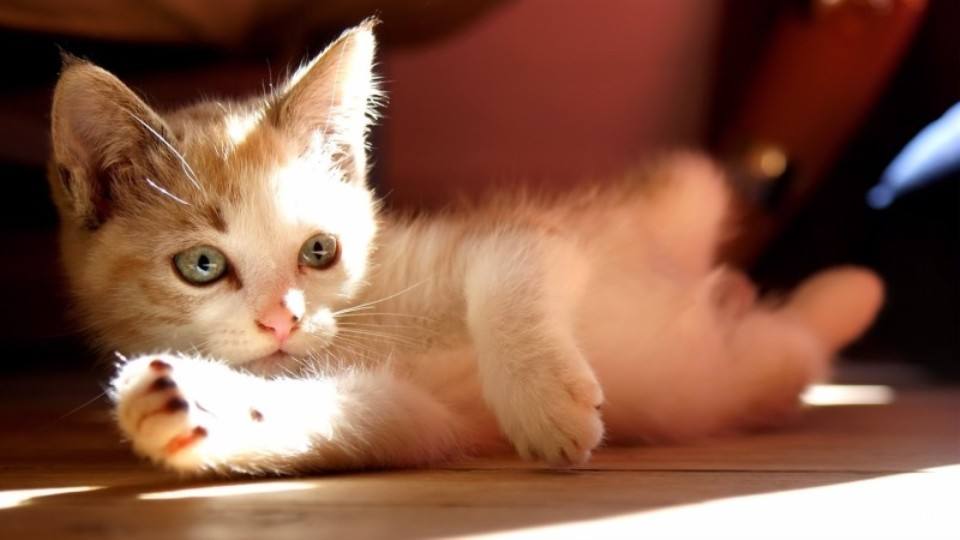 怀孕女星公然弃猫，向伪科普说不！