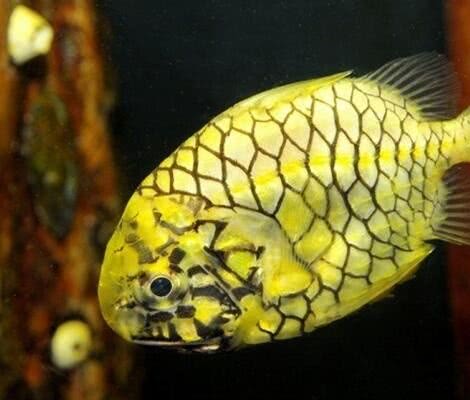 世界上一种硬度如“钻石”的鱼，日本人是这样吃的，网友：牙齿还好吗