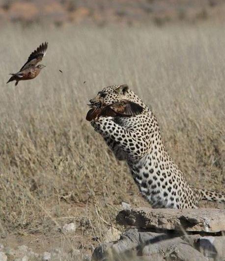 花豹和鸟斗智斗勇，没想到最后落得如此下场，连个鸟都打不过