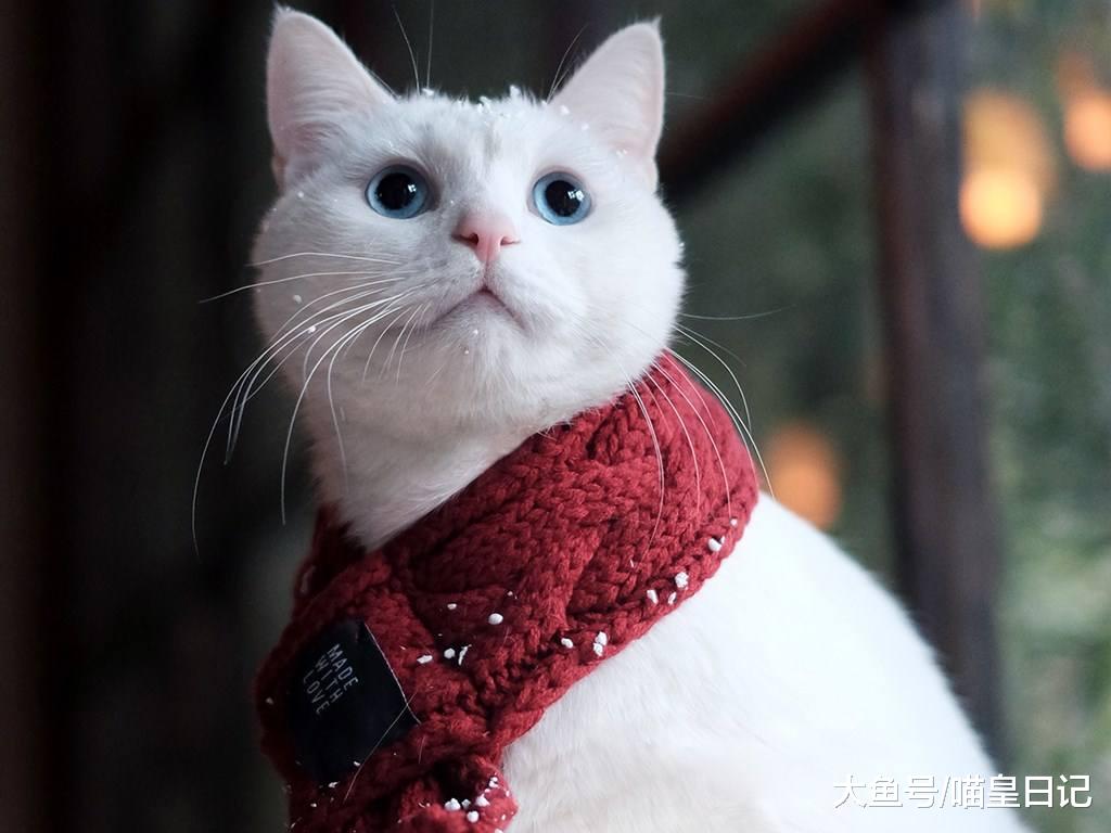 怎样让喵星人认识到自己的错误? 网友: 该教育的时候别心软!
