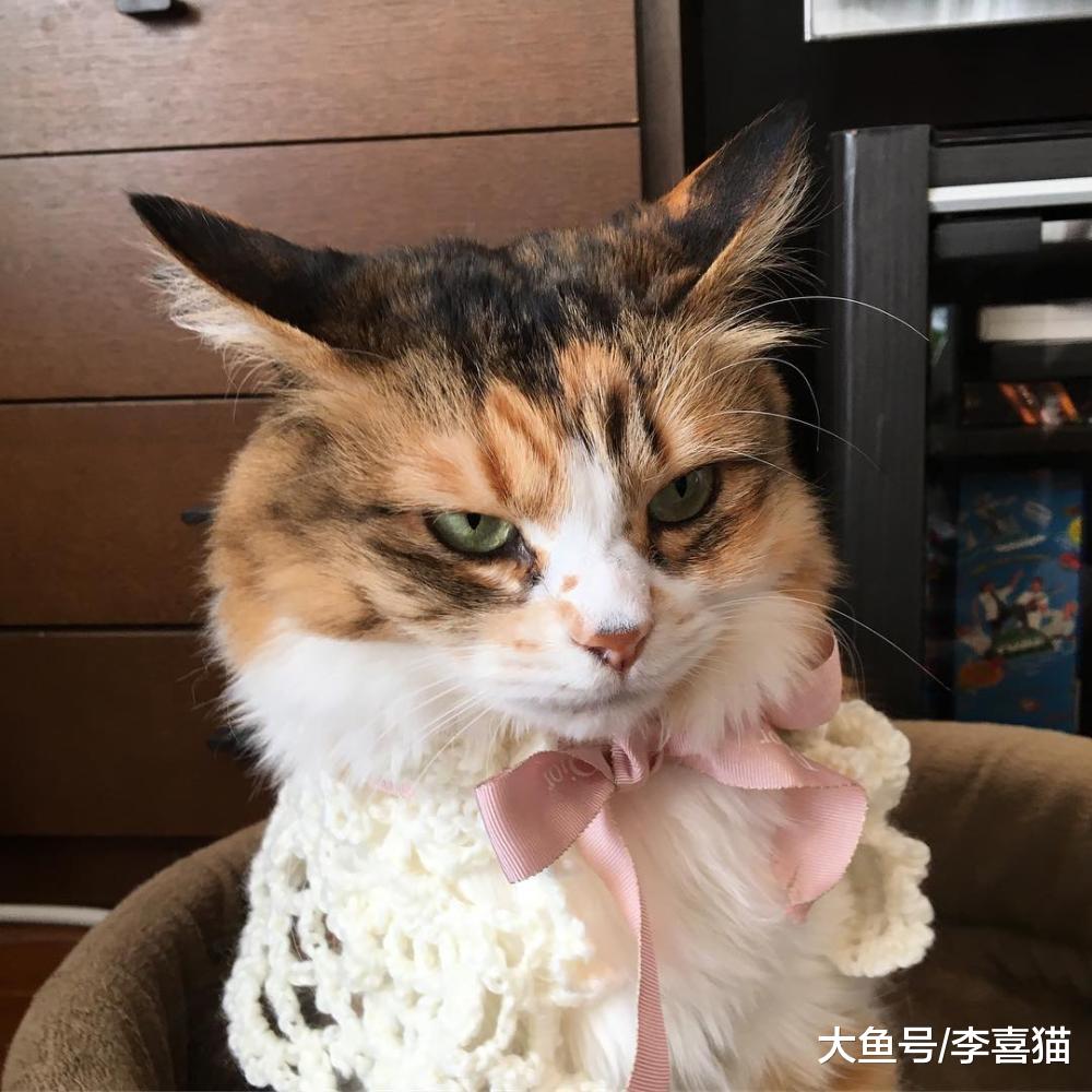 飛機耳并不能代表貓咪恐懼和興奮的情緒，這一行為其實有很多作用