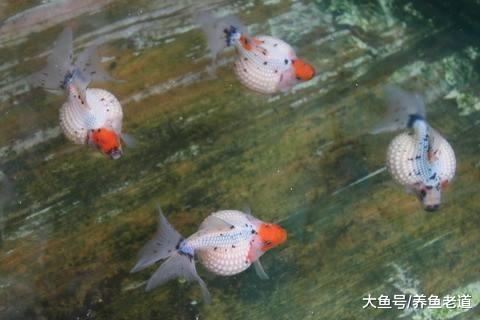 养殖观赏鱼到底用鱼缸好还是水缸好, 还有别的容器吗?