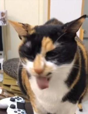 主人打开零食袋子，猫咪迅速凑上来闻一闻，然后皱眉干呕倒着走