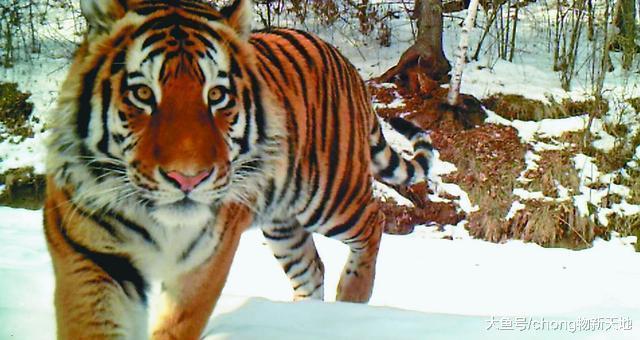 美國引進東北虎，促進黃石公園的多樣化，誰知賠了夫人又折兵