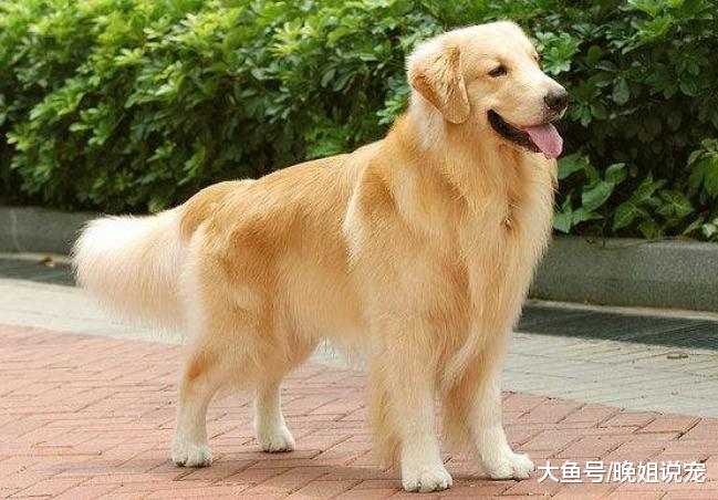 ?见人就摇尾巴的“傻狗”，暖男金毛上榜，小心被别人牵走