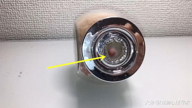 日本某网红将仓鼠关进瓶子，并上传视频：这还有人性吗？