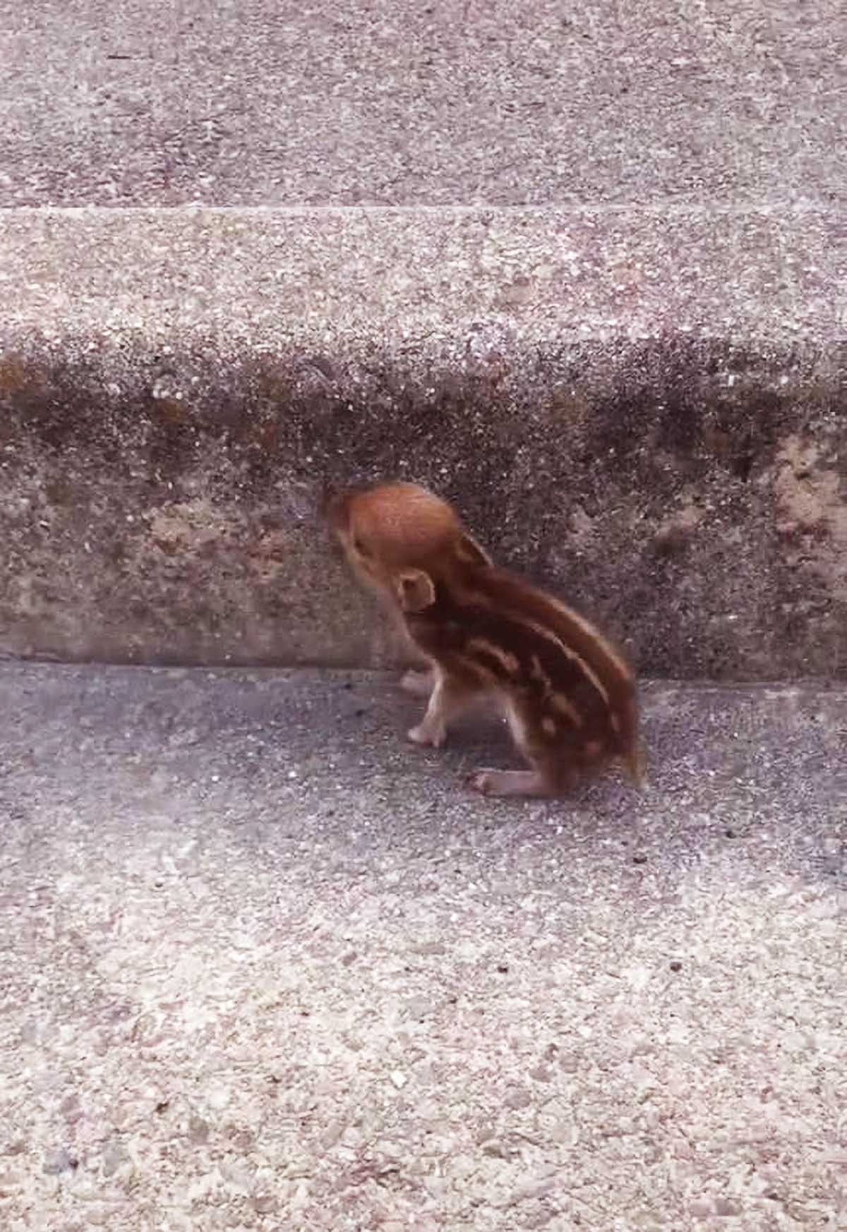 网友发现1只“奇怪”小动物，竟没人知道，瞬间引发众多网友争论