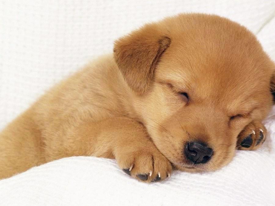 狗狗睡覺也會抖？是因為它正在做夢？還是它的身體出現了問題？