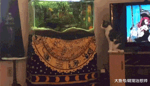 貓咪想要抓魚缸里的魚，準備了好久卻起跳偏了，是假動作嗎？