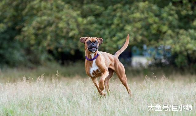 狗狗尾巴作用大，从这7件事看出来，你懂狗尾巴在表达什么吗？