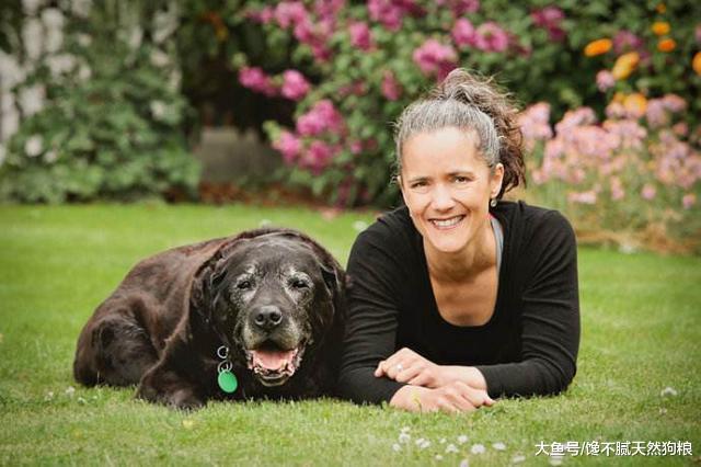 拉布拉多这5种“怪异”行为, 可能主人才知真相, 别人都不了解!