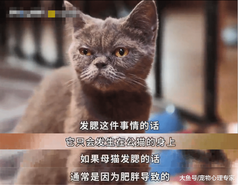 辟謠：吃生肉真的能發腮嗎？基因問題母貓根本沒有腮！