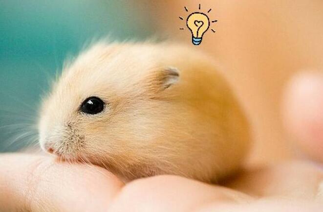 小女生都喜欢小仓鼠？那么仓鼠该如何饲养呢？这些事项千万要注意
