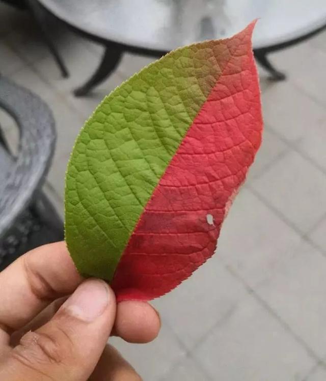 看到就是赚到,25张令人大开眼界的图